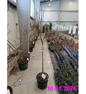 Magnolia soulangeana C 18 L